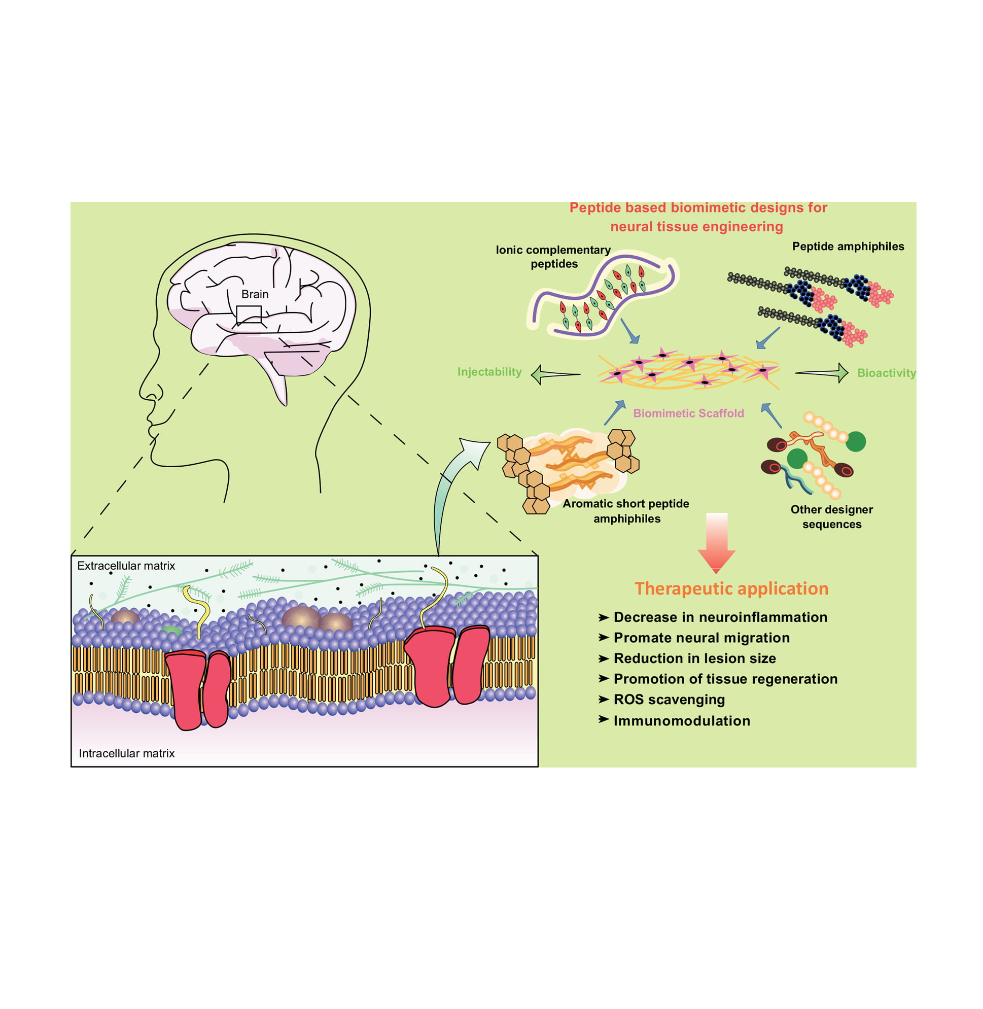 I will create scientific illustrations, infographics, figures and graphical abstract