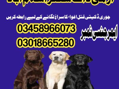 Army Dog Center Islamabad 03458966073