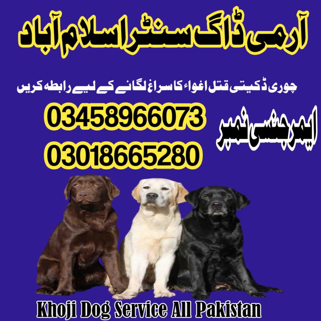 Army Dog Center Islamabad 03458966073