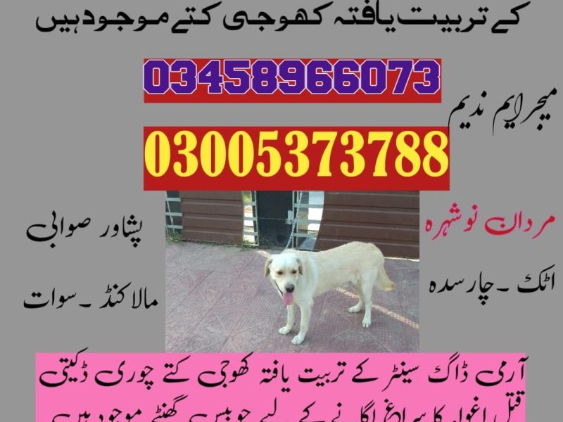 Army Dog Center Mardan 03458966073