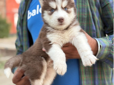 Pet shop near me in Dehradun