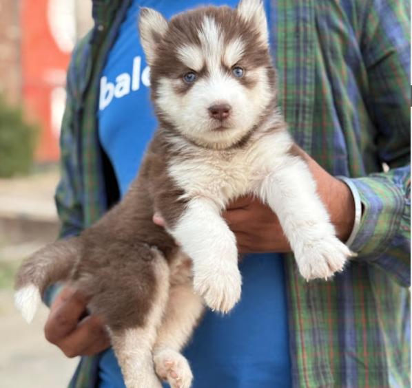 Pet shop near me in Dehradun