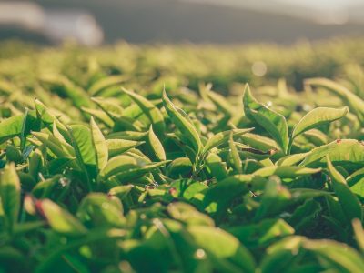 AgTech
