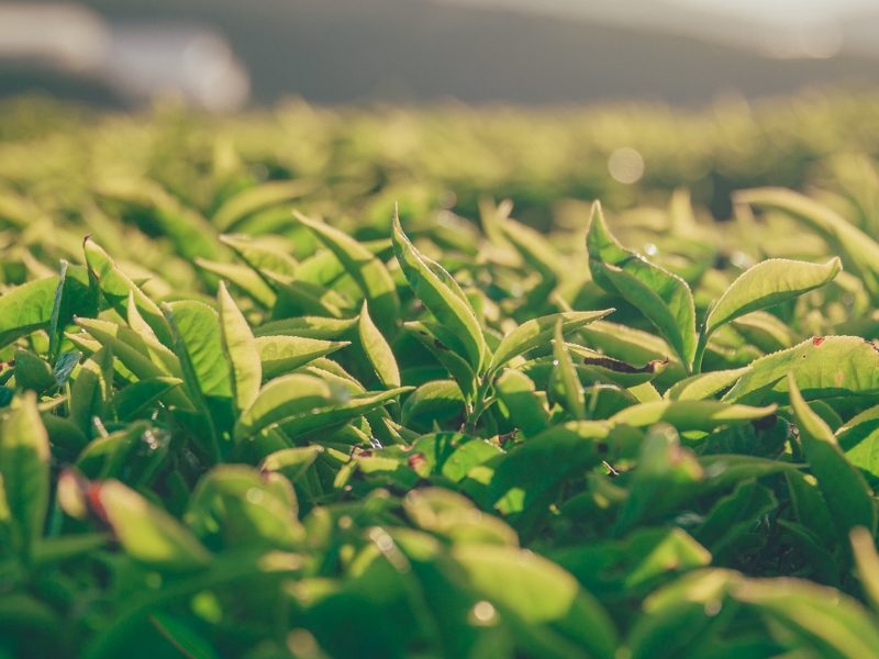 AgTech