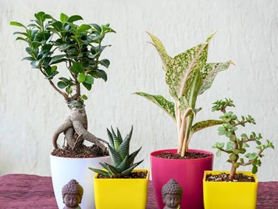 Home Decor Gifts Online