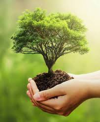 Plant a Tree Donation Program