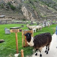 Andean Machu Picchu - Inca Trail Treks, Tours by Train & Machu Picchu Tours