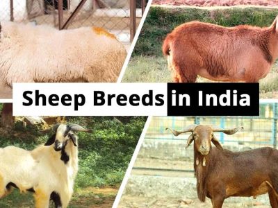 Find The Top Sheep Breeds in India