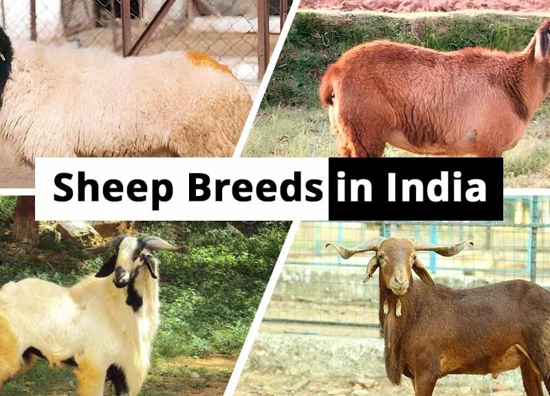 Find The Top Sheep Breeds in India