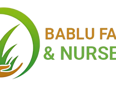 Natural Green Grass for Balcony – Premium Quality by Bablu Farm