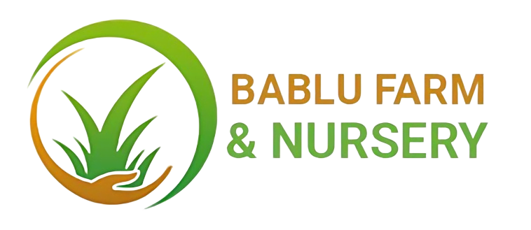 Natural Green Grass for Balcony – Premium Quality by Bablu Farm