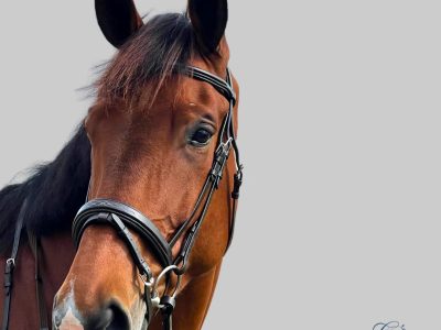 Brown English Bridle Collection | CanterCart