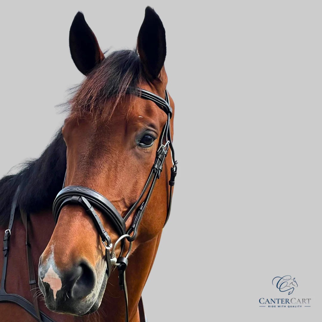Brown English Bridle Collection | CanterCart